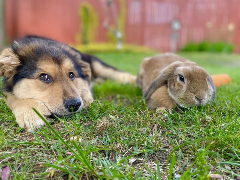 4 Ways That Great Nutrition Benefits Your Pet
