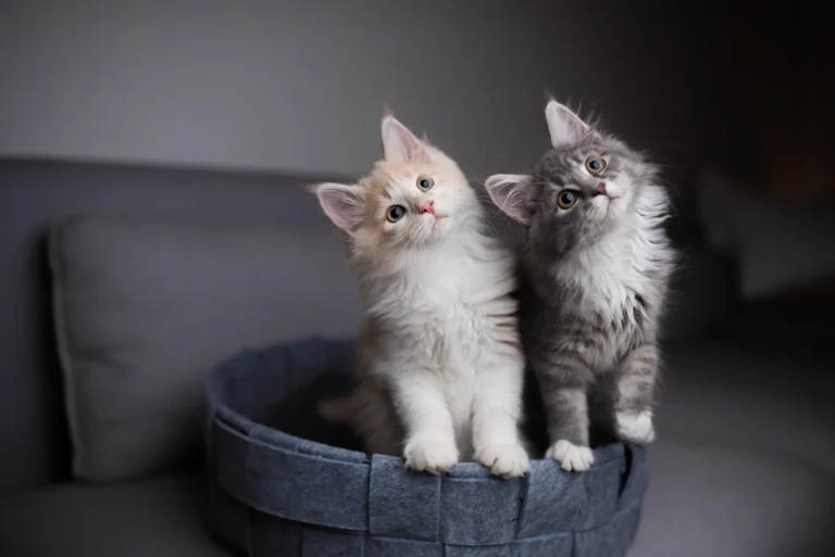Caring For Your New Cat