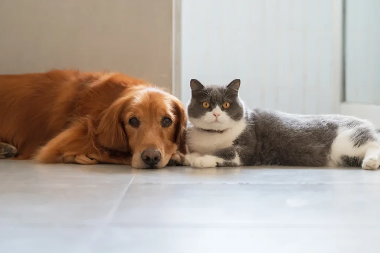 Pet Allergy Wellness